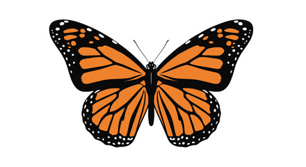 Monarch butterfly with open wings on white background © stew