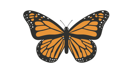 Monarch butterfly with orange and black wings © stew