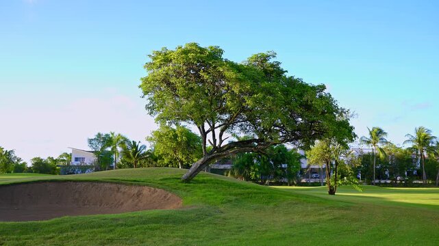 A spreading tree on a lush green and golf bunkers under a bright blue sky. Green trees and meadow grass on the hills. The atmosphere of a resort golf course. Outdoor play in a tranquil park.