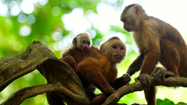 Capuchin monkey family interacting on tree branch, Tayrona National Park. Slomo