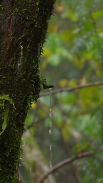 Rainwater trickles down a moss-covered tree trunk in a lush rainforest.