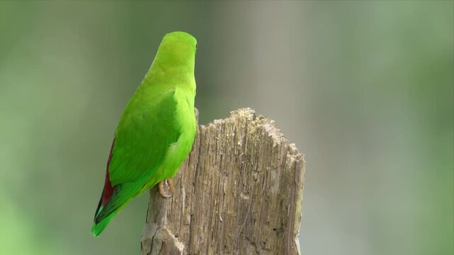 A vernal hanging parrot perches on a weathered wooden stump, showing its green body and red rump.