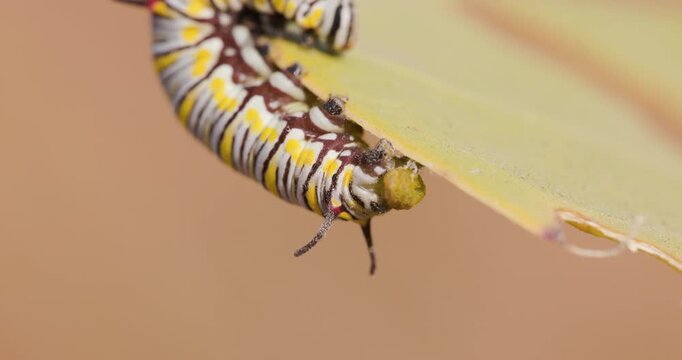Common Crow Caterpillar excreting plant waste while eating; slow motion host leaf macro pooping insect