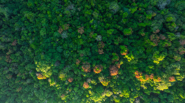 aerial view of dark green forest Rich natural ecosystem, rainforest, natural forest conservation concept.	
