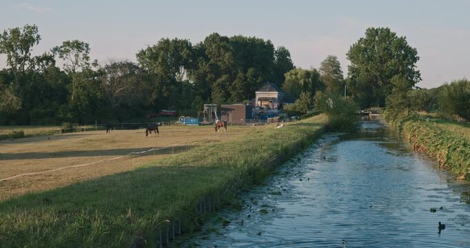 Pasture meadow with grazing horses and serene water canal reflecting natural greenery forest