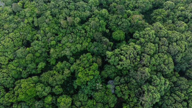 aerial view of dark green forest Rich natural ecosystem, rainforest, natural forest conservation concept.	
