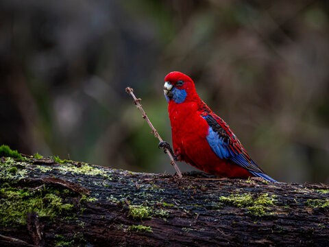 Crimson rosella with a stick sat on a log 