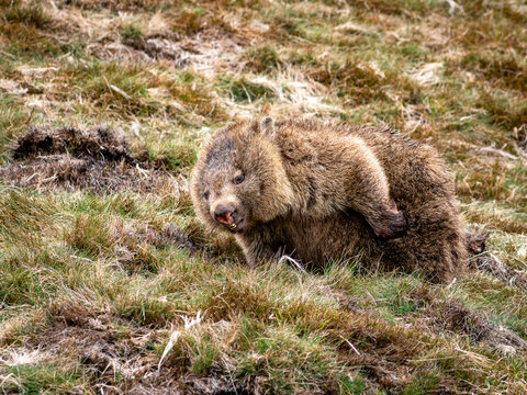 A Wombat on a grassy bank