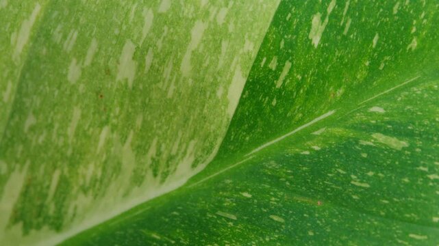 Monstera Thai Constellation Plant With A White Variegated Leaf. Close-up Shot