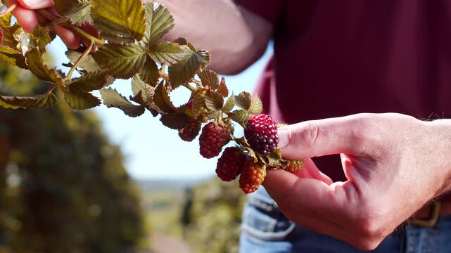 Hands inspecting ripening blackberries on branch with ripe and unripe berries. Fresh berry harvest showcasing natural growth, textured fruit and green leaves