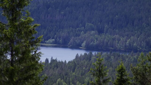 Shaded conifers in the foreground frame a still blue woodland lake backed by unbroken forested hills, suited to themes of remoteness and outdoor escape.