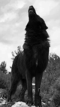 Black wolf dog standing on rocky terrain in forest. Majestic dark canine posing outdoors with wild nature background.