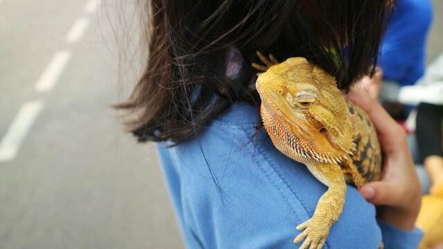 A close up of a tame yellow bearded dragon resting peacefully on its owner's shoulder against a blurred outdoor street background.