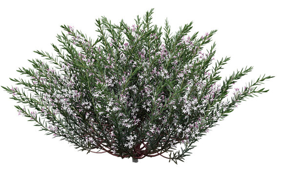 Westringia fruticosa Isolated PNG, White Flowering Evergreen Shrub, Transparent Background