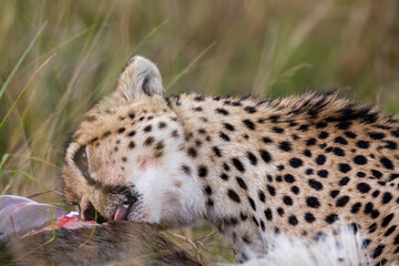 Cheetah feeding on wildebeest carcass in Maasai Mara © mktuteja