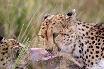 Close portrait of cheetah feeding on prey © mktuteja
