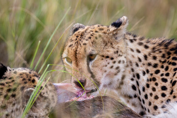 Cheetah with wildebeest kill in Maasai Mara © mktuteja