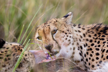 Wild cheetah eating fresh prey in Maasai Mara © mktuteja