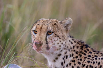 Cheetah with wildebeest kill in Maasai Mara © mktuteja