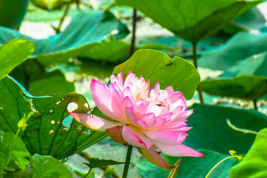 Lotus flower and bee in the morning in nature. Honeybee in Flight to suck Nectar on Pink Lotus flower to make Honey on a sunny day.