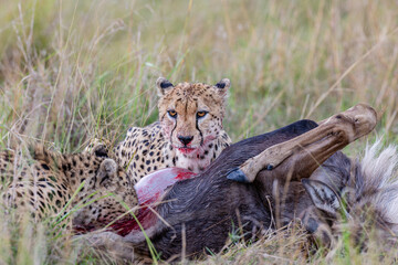 Wild cheetah eating fresh prey in Maasai Mara © mktuteja