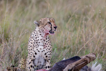 Cheetah feeding in the Kenyan savanna © mktuteja