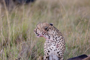 Wild cheetah eating fresh prey in Maasai Mara © mktuteja