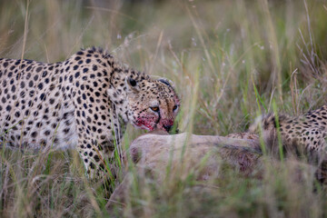 Wild cheetah eating fresh prey in Maasai Mara © mktuteja