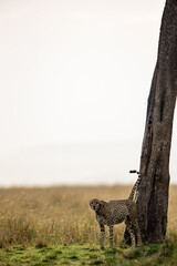 Close portrait of cheetah feeding on prey © mktuteja