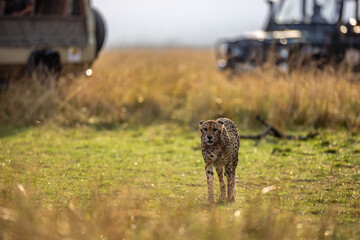 Wild cheetah eating fresh prey in Maasai Mara © mktuteja