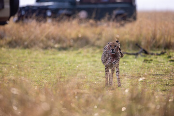 Cheetah feeding in the Kenyan savanna © mktuteja
