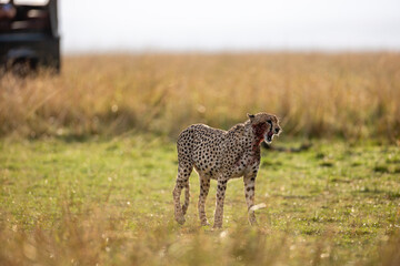 Cheetah feeding on wildebeest carcass in Maasai Mara © mktuteja
