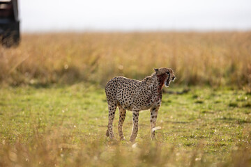 Wild cheetah eating fresh prey in Maasai Mara © mktuteja