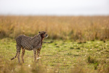 Cheetah scent marking beside a tree in Maasai Mara © mktuteja