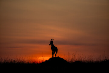 Topi antelope silhouetted at sunrise in Maasai Mara © mktuteja