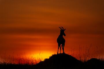 Topi antelope silhouetted at sunrise in Maasai Mara © mktuteja