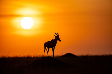 Topi antelope silhouetted at sunrise in Maasai Mara © mktuteja