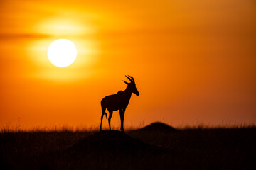 Topi antelope silhouetted at sunrise in Maasai Mara © mktuteja