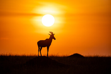 Topi antelope silhouetted at sunrise in Maasai Mara © mktuteja
