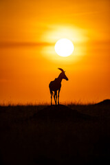Topi antelope silhouetted at sunrise in Maasai Mara © mktuteja
