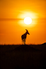Topi antelope silhouetted at sunrise in Maasai Mara © mktuteja