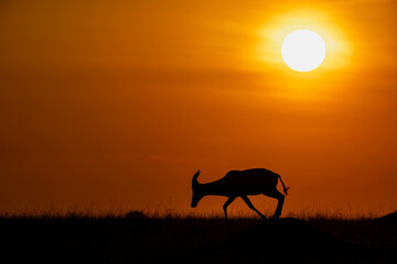 Topi antelope silhouetted at sunrise in Maasai Mara © mktuteja