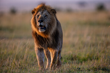 Male African lion in golden Maasai Mara grassland © mktuteja