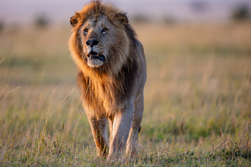 Male African lion in golden Maasai Mara grassland © mktuteja