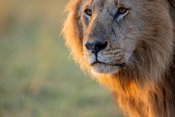 Male African lion in golden Maasai Mara grassland © mktuteja