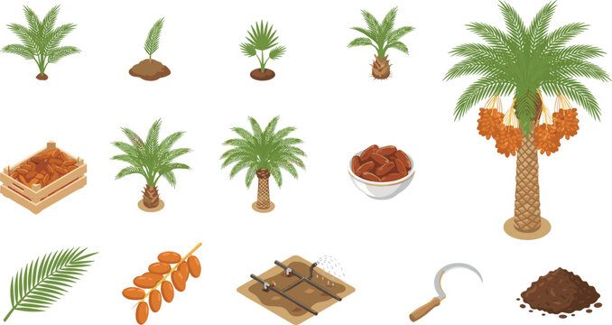 Isometric date palm tree vector illustration set showing growth stages from sprout seedling to mature tree with ripe fruit clusters