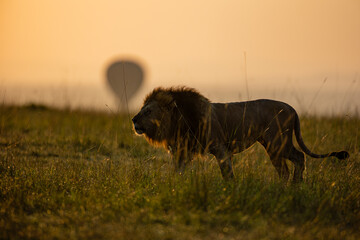 Male African lion in golden Maasai Mara grassland © mktuteja