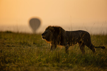 Male African lion in golden Maasai Mara grassland © mktuteja