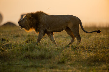 Male African lion in golden Maasai Mara grassland © mktuteja