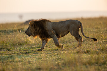 Male African lion in golden Maasai Mara grassland © mktuteja